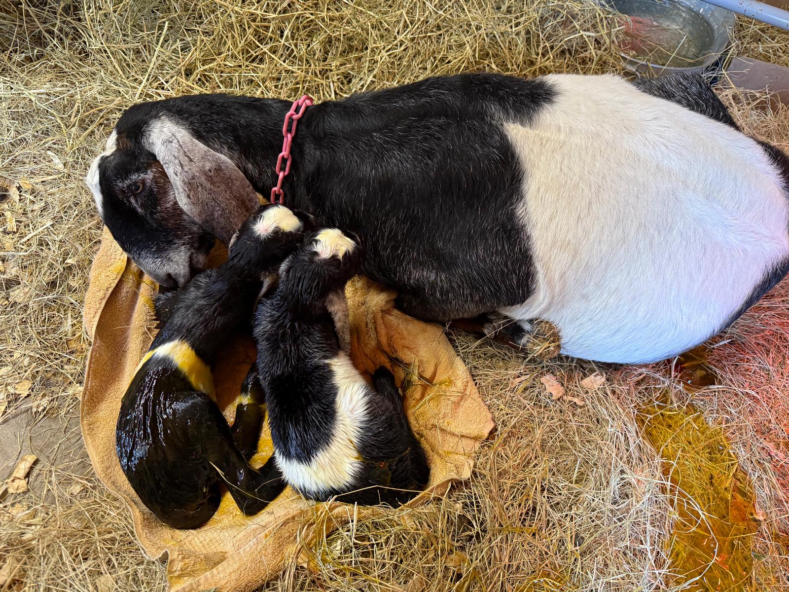 Kidding Season - Winter 2026