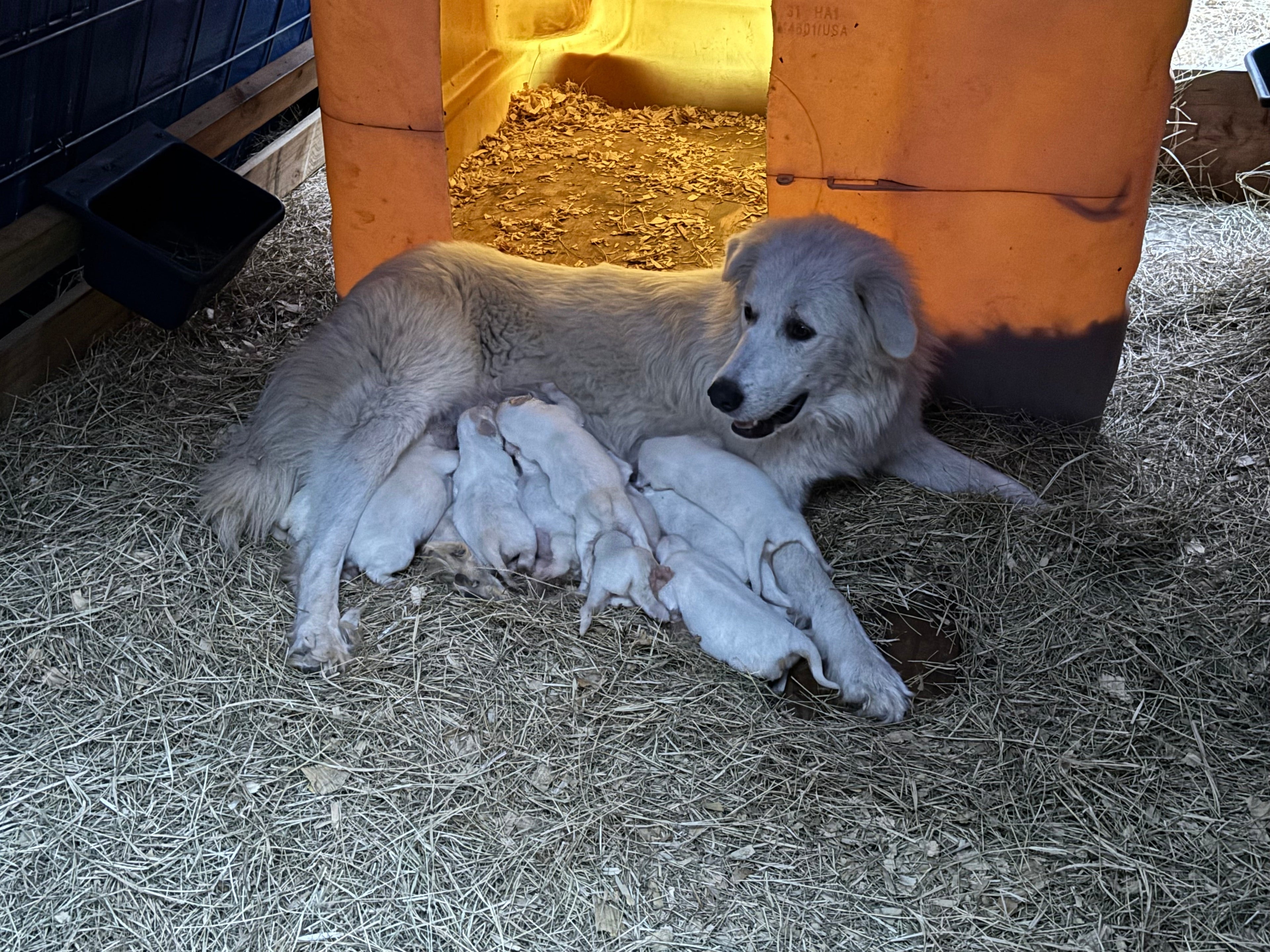 Koda Has 9 Puppies