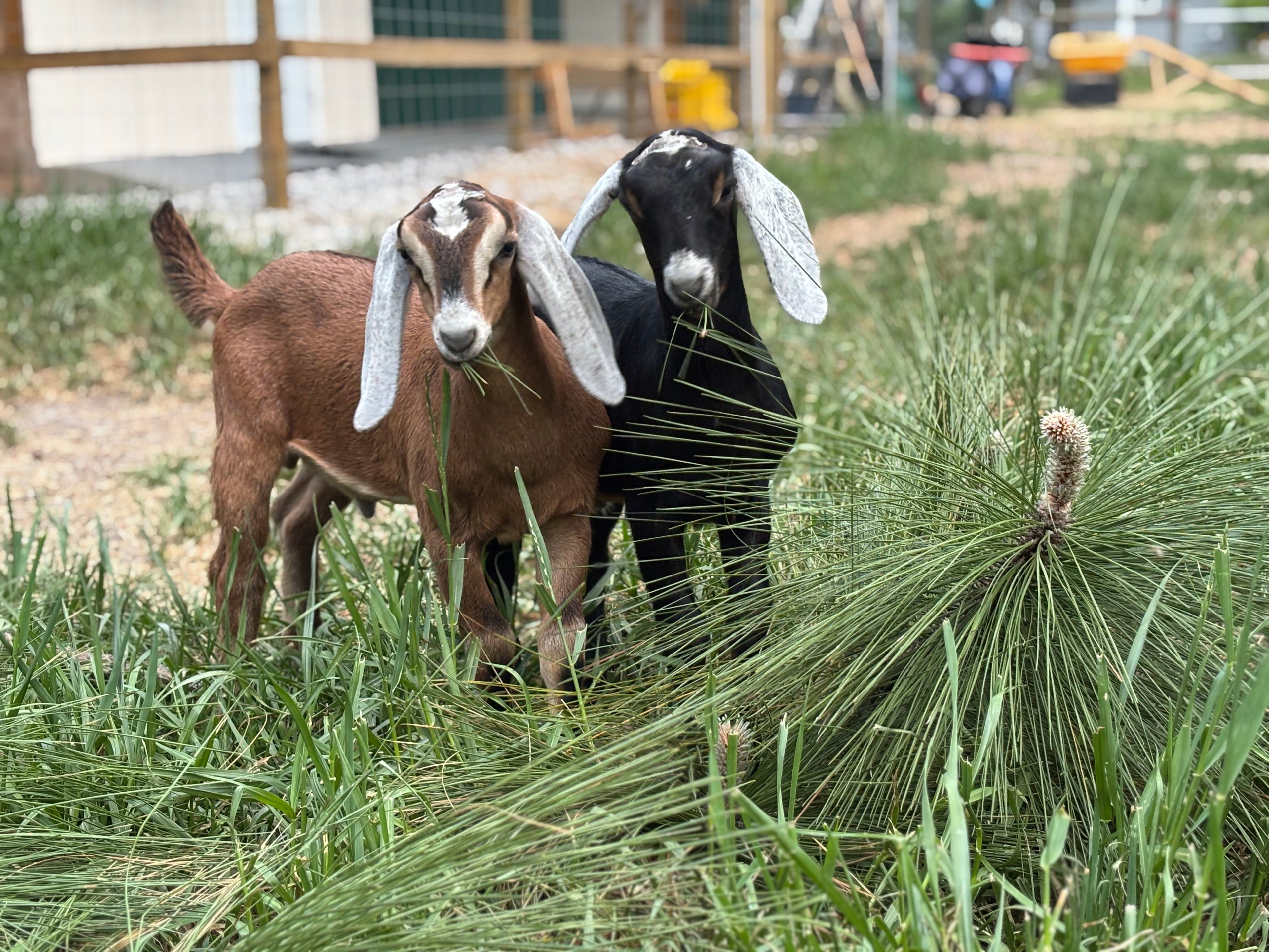 Dairy Goats
