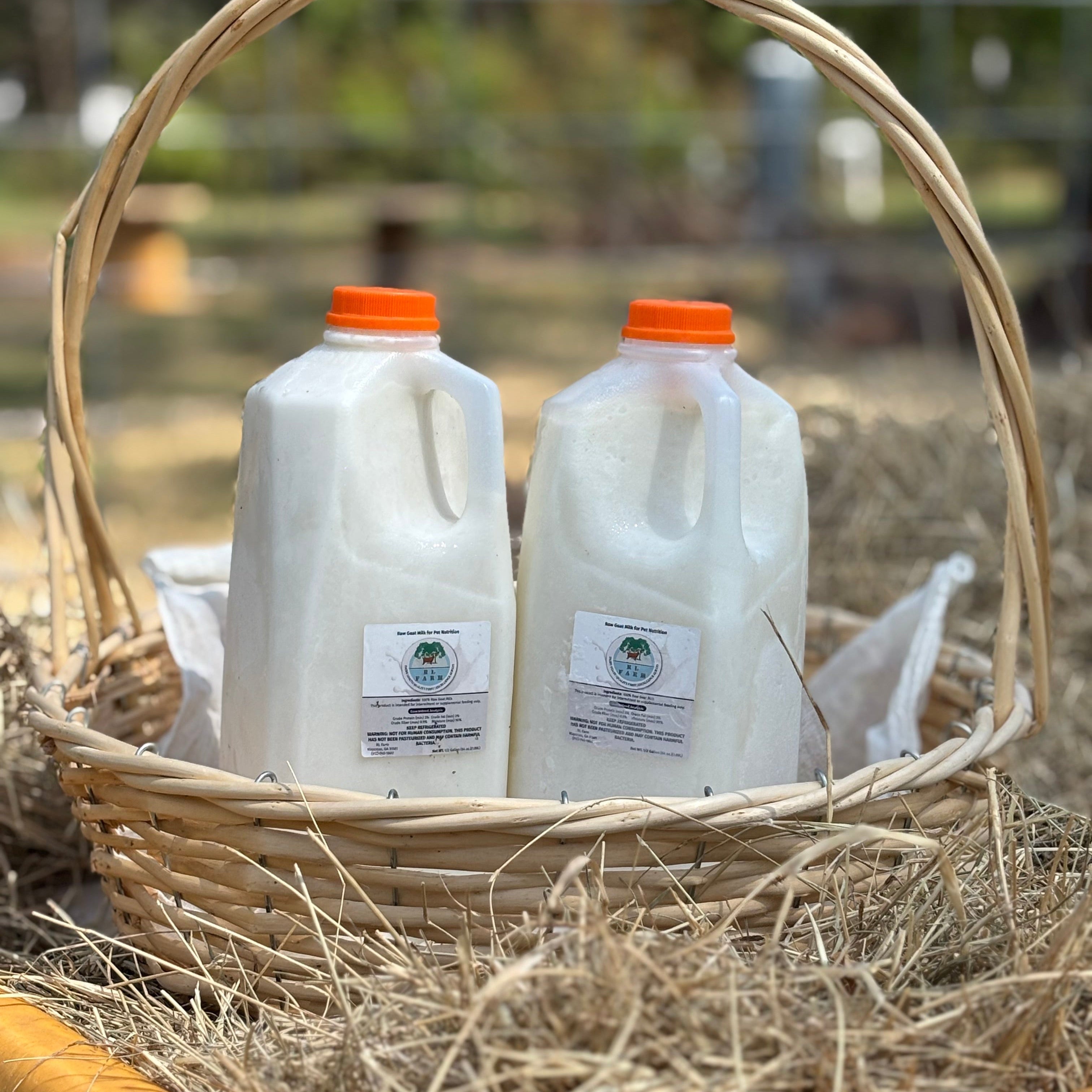 Two milk gallons with orange lids in a woven basket on hay.