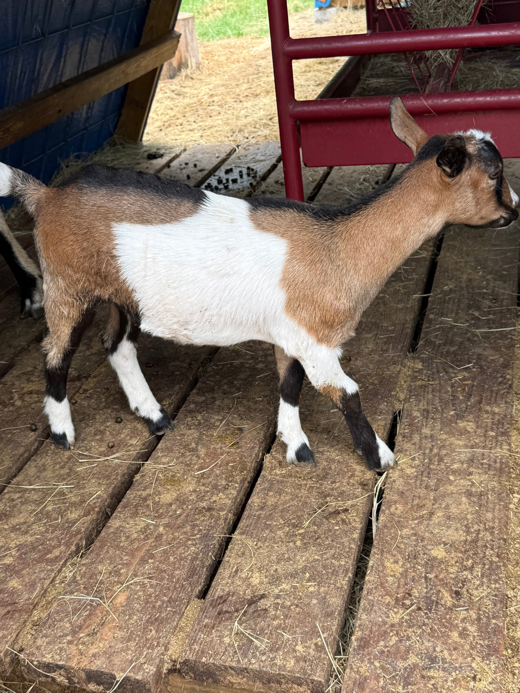 Penelope