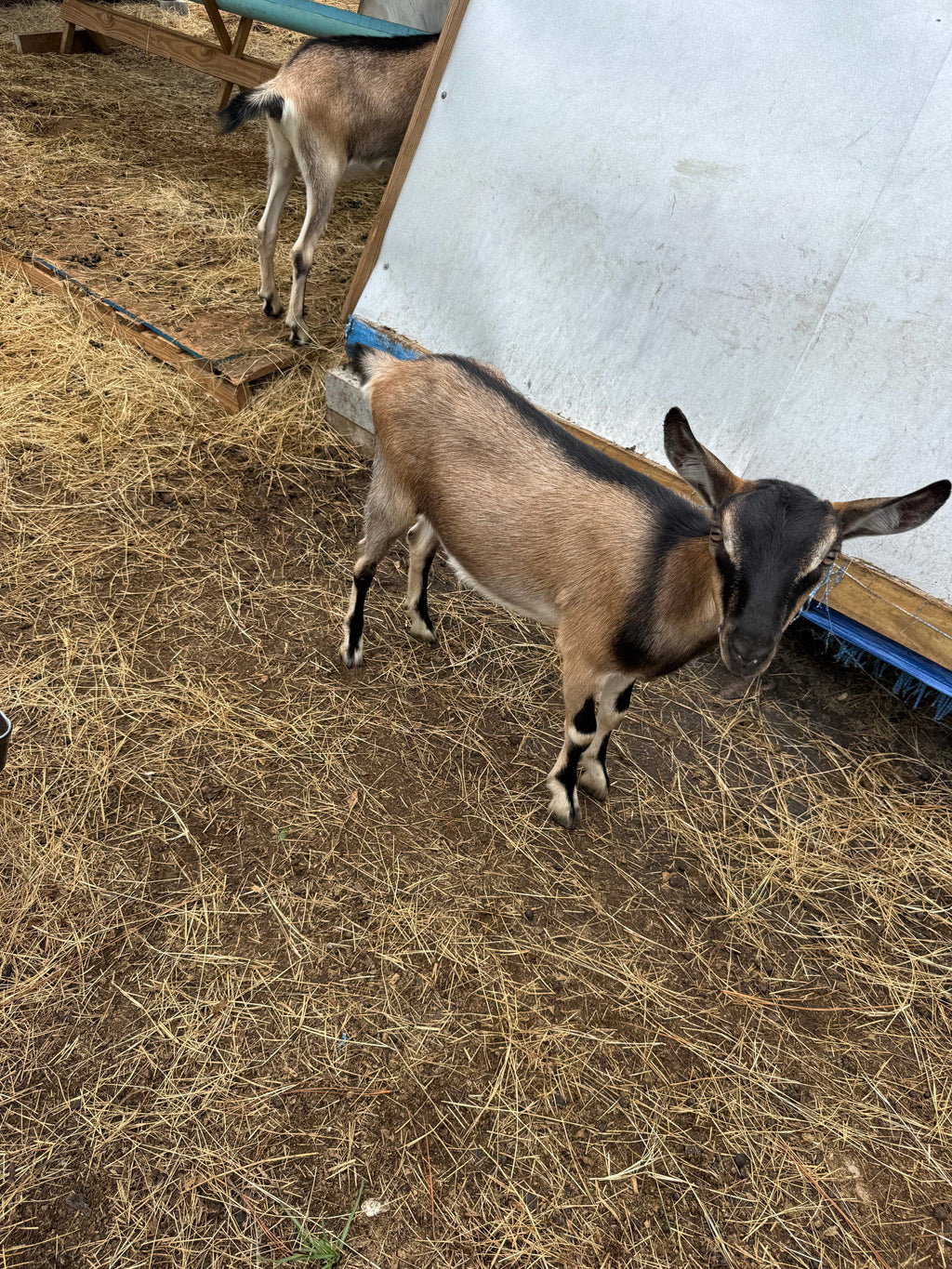 Mocha